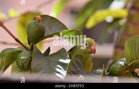 Periquitos no Brasil Stockfoto