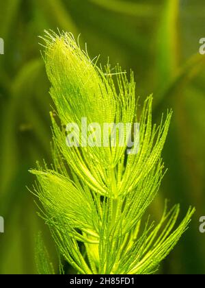 Selektiver Fokus der Hornwürzepflanze (Ceratophyllum demersum) auf ein Fischbecken - Makro aus nächster Nähe Stockfoto