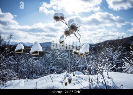 Silybum marianum (Mariendistel, gesegnete Milchdistel, Mariendistel, schottische Distel) trockene Blüten im Schnee Winter Hintergrund. Hochwertige Fotos Stockfoto