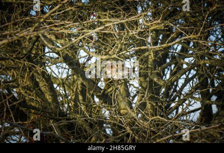 Eine Feldfare (Turdus pilaris) zwischen den Zweigen eines Winterfaltdorns in Großbritannien Stockfoto