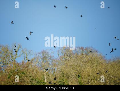 Eine Herde Krähen (corvi), die zu ihrem Nestplatz zurückkehren Stockfoto