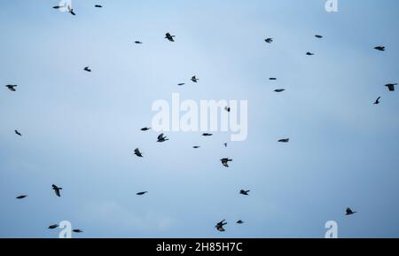 Eine Herde Krähen (corvi), die zu ihrem Nestplatz zurückkehren Stockfoto