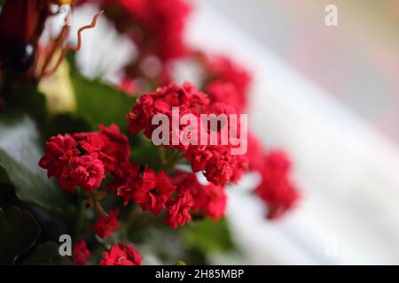 Flammendes Katy aka Kalanchoe blüht feldiana in einer Farbe Nahaufnahme. Schöne leuchtend rote Blume mit mehreren kleinen Blumen. Perfekte Weihnachtsblume. Stockfoto