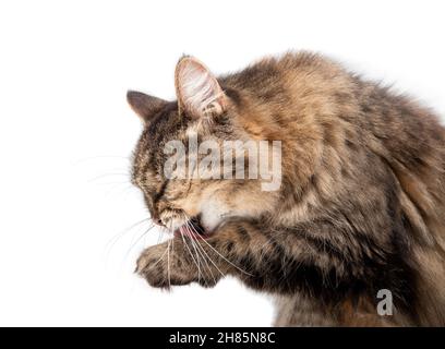 Ältere Katze leckt Pfote, Nahaufnahme. Seitenansicht der weiblichen, 15 Jahre alten, langen Haare mit gestromten Katzen, die die Vorderpfote pflegen. Sichtbare Zunge und lange Schnurrhaare. Katze im Mot Stockfoto