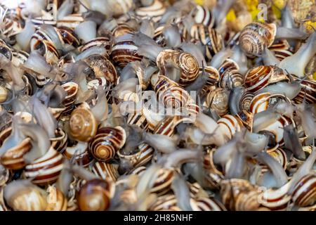 7. November 2021, Medina of Fez, Fes, USA: Live-Schnecken werden auf dem freien Markt in der blauen Stadt Medina of Fez, Marokko, Afrika, verkauft. (Bild: © Walter G Arce SR Grindstone Medi/ASP über ZUMA Press Wire) Stockfoto