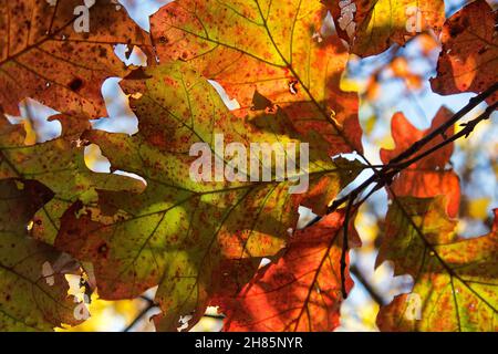 Scarlet Oak 'Quercus coccinea' Fall Laub, Missouri. Stockfoto