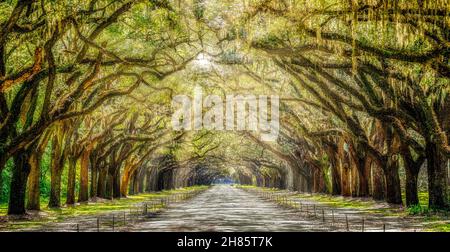 Sonnenlicht Durch Wormsloe Stockfoto