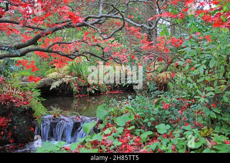 Herbst Im Newstead Abbey Park, Nottinghamshire Stockfoto