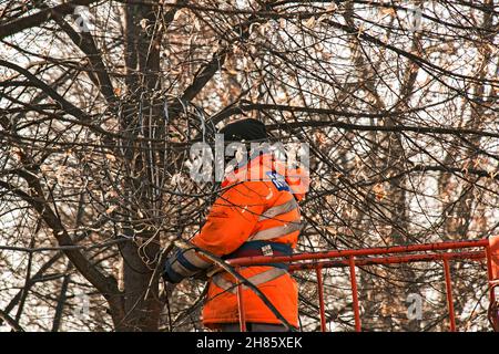 Stadtarbeiter auf einem LKW-Kran installieren und schmücken Bäume in den Parks der Stadt mit Weihnachtslichtern. Arbeit in großer Höhe. Stockfoto