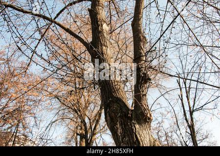 Vorbereitung auf das neue Jahr. Girlanden mit Blumenzwiebeln auf den Bäumen der Straßen der Stadt. Stockfoto