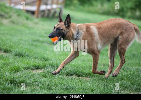 Bild eines belgischen Schäferhundes, eines malinois, der den Ball holt und in einem Park läuft. Stockfoto
