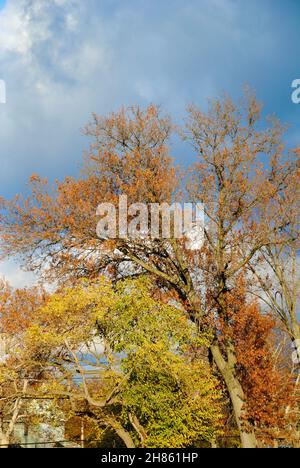 Farbenfrohe Herbstfarben gegen dunkle Wolken Stockfoto