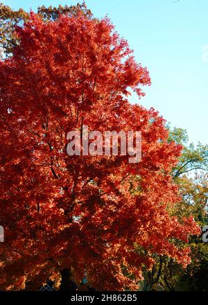 Baum mit schönen Herbstblättern Stockfoto