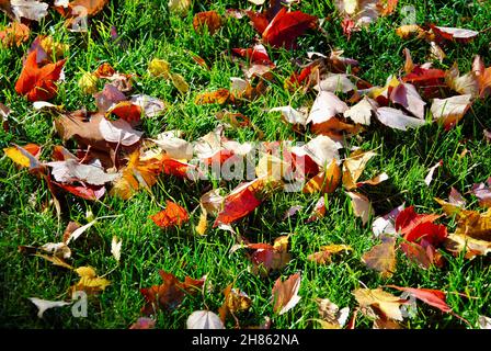 Bunte Herbstblätter, die grünes Gras bedecken, in Lakewood, Ohio Stockfoto