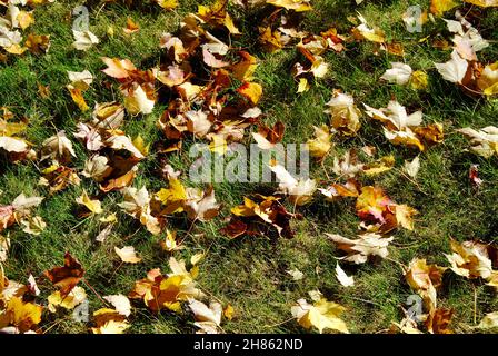 Bunte Herbstblätter, die grünes Gras bedecken, in Lakewood, Ohio Stockfoto