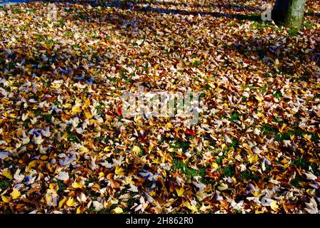 Bunte Herbstblätter, die grünes Gras bedecken, in Lakewood, Ohio Stockfoto