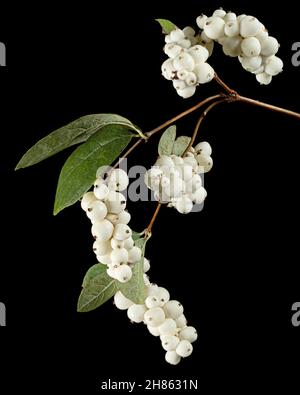 Symphoricarpos albus, isoliert auf schwarzem Hintergrund Stockfoto