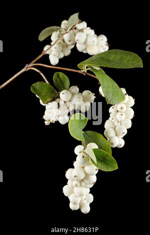 Symphoricarpos albus, isoliert auf schwarzem Hintergrund Stockfoto