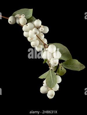 Symphoricarpos albus, isoliert auf schwarzem Hintergrund Stockfoto