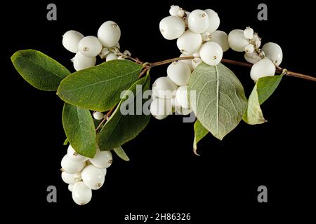 Symphoricarpos albus, isoliert auf schwarzem Hintergrund Stockfoto