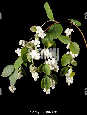 Symphoricarpos albus, isoliert auf schwarzem Hintergrund Stockfoto