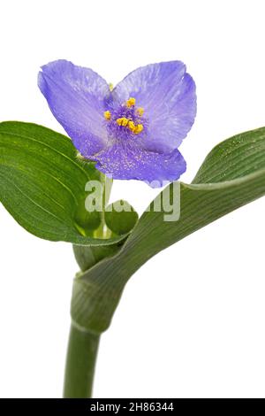 Violette Blume von tradescantia, isoliert auf weißem Hintergrund Stockfoto