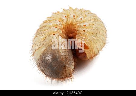 Mai Käfer Larven, lat. Melolontha , Phyllophaga, isoliert auf weißem Hintergrund Stockfoto