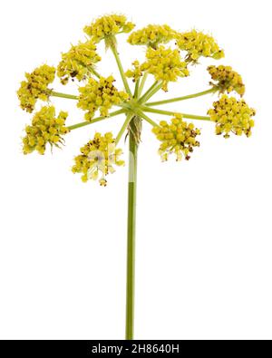 Blütenblüten von Liebstöckel, lat. Levisticum officinale, isoliert auf weißem Hintergrund Stockfoto