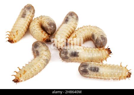 Mai Käfer Larven, lat. Melolontha , Phyllophaga, isoliert auf weißem Hintergrund Stockfoto