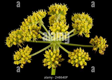 Blütenblüten von Liebstöckel, lat. Levisticum officinale, isoliert auf schwarzem Hintergrund Stockfoto