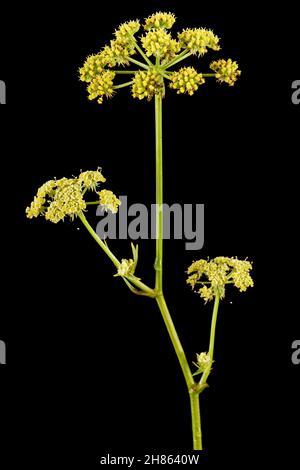 Blütenblüten von Liebstöckel, lat. Levisticum officinale, isoliert auf schwarzem Hintergrund Stockfoto