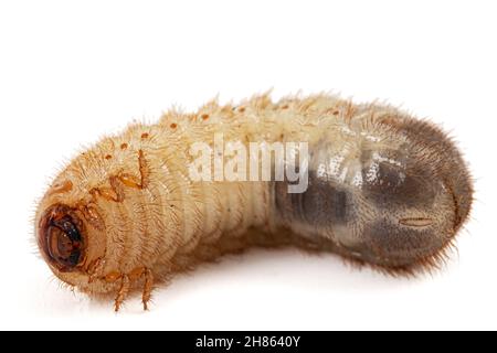 Mai Käfer Larven, lat. Melolontha , Phyllophaga, isoliert auf weißem Hintergrund Stockfoto