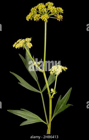 Blütenblüten von Liebstöckel, lat. Levisticum officinale, isoliert auf schwarzem Hintergrund Stockfoto