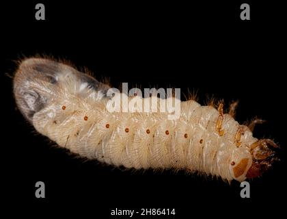 Mai Käfer Larven, lat. Melolontha , Phyllophaga, isoliert auf schwarzem Hintergrund Stockfoto