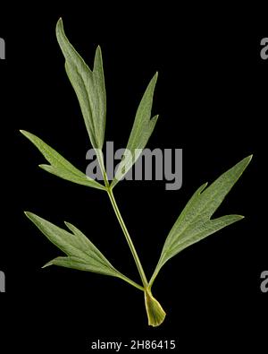 Frisches grünes Blatt Liebstöckel, lat. Levisticum officinale, isoliert auf schwarzem Hintergrund Stockfoto