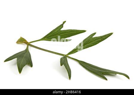 Frisches grünes Blatt Liebstöckel, lat. Levisticum officinale, isoliert auf weißem Hintergrund Stockfoto