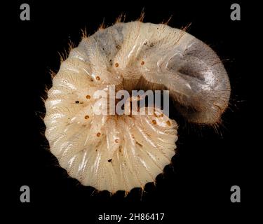 Mai Käfer Larven, lat. Melolontha , Phyllophaga, isoliert auf schwarzem Hintergrund Stockfoto