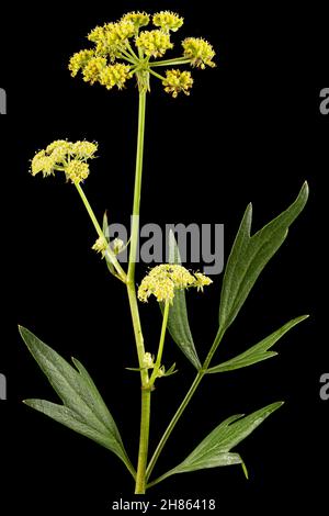 Blütenblüten von Liebstöckel, lat. Levisticum officinale, isoliert auf schwarzem Hintergrund Stockfoto