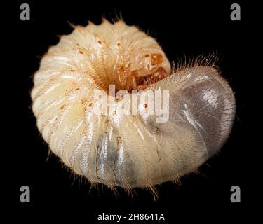 Mai Käfer Larven, lat. Melolontha , Phyllophaga, isoliert auf schwarzem Hintergrund Stockfoto