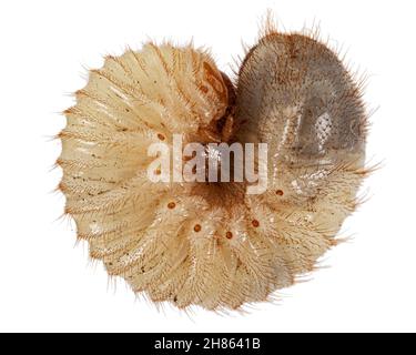 Mai Käfer Larven, lat. Melolontha , Phyllophaga, isoliert auf weißem Hintergrund Stockfoto