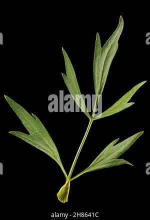 Frisches grünes Blatt Liebstöckel, lat. Levisticum officinale, isoliert auf schwarzem Hintergrund Stockfoto