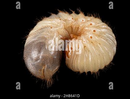 Mai Käfer Larven, lat. Melolontha , Phyllophaga, isoliert auf schwarzem Hintergrund Stockfoto