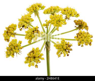 Blütenblüten von Liebstöckel, lat. Levisticum officinale, isoliert auf weißem Hintergrund Stockfoto