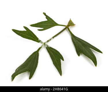 Frisches grünes Blatt Liebstöckel, lat. Levisticum officinale, isoliert auf weißem Hintergrund Stockfoto