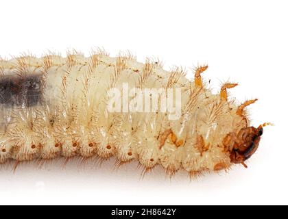 Mai Käfer Larven, lat. Melolontha , Phyllophaga, isoliert auf weißem Hintergrund Stockfoto