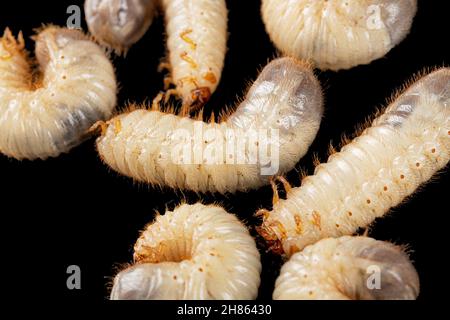 Mai Käfer Larven, lat. Melolontha , Phyllophaga, isoliert auf schwarzem Hintergrund Stockfoto