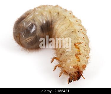 Mai Käfer Larven, lat. Melolontha , Phyllophaga, isoliert auf weißem Hintergrund Stockfoto