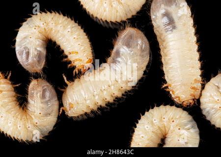 Mai Käfer Larven, lat. Melolontha , Phyllophaga, isoliert auf schwarzem Hintergrund Stockfoto