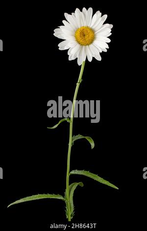 Weiße Blume der Kamille, lat. Matricaria, isoliert auf schwarzem Hintergrund Stockfoto