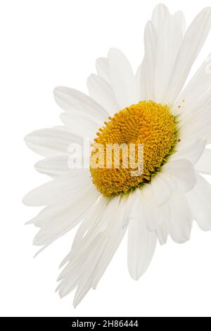 Weiße Blüte aus Kamille, lat. Matricaria, isoliert auf weißem Hintergrund Stockfoto